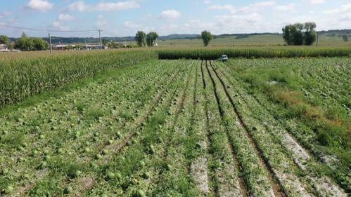 吃瓜助农,共助农兴——探索新型助农模式