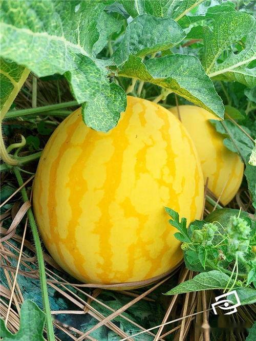 金吃瓜,揭秘娱乐圈幕后真相，带你领略明星们的真实生活